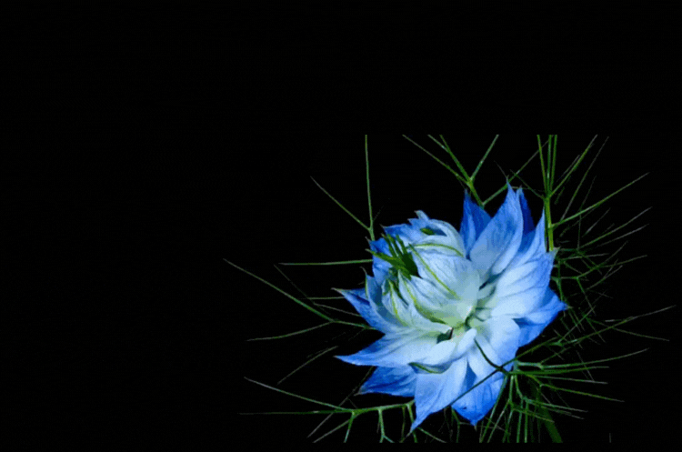 Flourishing Blooms: A Comprehensive Guide to Social Media Marketing for Florists