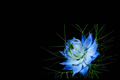 Flourishing Blooms: A Comprehensive Guide to Social Media Marketing for Florists